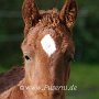 American_Bashkir_Curly_Horse_39_(70)