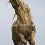 American_Bashkir_Curly_Horse_39_(8)