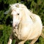 American_Bashkir_Curly_Horse_39_(81)