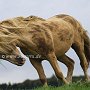 American_Bashkir_Curly_Horse_39_(9)