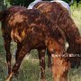 American_Bashkir_Curly_Horse_40_(15)