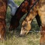 American_Bashkir_Curly_Horse_40_(17)