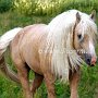 American_Bashkir_Curly_Horse_40_(21)