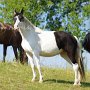 American_Bashkir_Curly_Horse_40_(27)