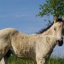 American_Bashkir_Curly_Horse_40_(36)