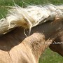 American_Bashkir_Curly_Horse_40_(87)