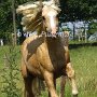 American_Bashkir_Curly_Horse_40_(89)