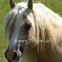 American_Bashkir_Curly_Horse_40_(99)