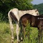 American_Bashkir_Curly_Horse_gelockt_und_glatt_1_(1)