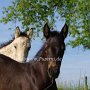 American_Bashkir_Curly_Horse_gelockt_und_glatt_1_(4)