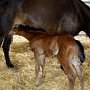 American_Bashkir_Curly_Horse_mit_Glatthaar_Curly_Fohlen_1_(1)