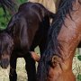 American_Bashkir_Curly_Horse_mit_Glatthaar_Curly_Fohlen_2_(2)