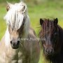 Am_Cl_Shetland_Pony_+_Am_Mi_Shetland_Pony_2_(2)