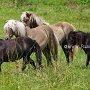 Am_Cl_Shetland_Pony_+_Am_Mi_Shetland_Pony_2_(4)