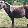 American_Classic_Shetland_Pony_1_(10)