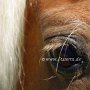 American_Classic_Shetland_Pony_1_(106)