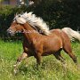 American_Classic_Shetland_Pony_1_(134)