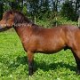 American_Classic_Shetland_Pony_1_(137)