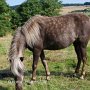 American_Classic_Shetland_Pony_1_(14)