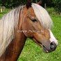 American_Classic_Shetland_Pony_1_(145)