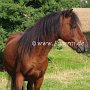 American_Classic_Shetland_Pony_1_(15)