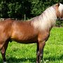 American_Classic_Shetland_Pony_1_(154)