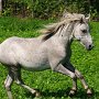 American_Classic_Shetland_Pony_1_(158)