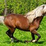 American_Classic_Shetland_Pony_1_(166)
