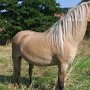 American_Classic_Shetland_Pony_1_(19)