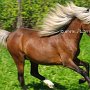 American_Classic_Shetland_Pony_1_(191)