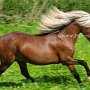 American_Classic_Shetland_Pony_1_(193)