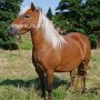 American_Classic_Shetland_Pony_1_(21)