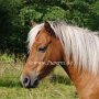 American_Classic_Shetland_Pony_1_(23)