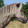 American_Classic_Shetland_Pony_1_(26)