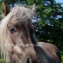 American_Classic_Shetland_Pony_1_(35)