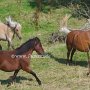 American_Classic_Shetland_Pony_1_(56)