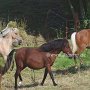 American_Classic_Shetland_Pony_1_(58)