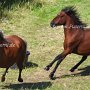 American_Classic_Shetland_Pony_1_(67)