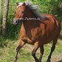 American_Classic_Shetland_Pony_1_(69)