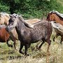 American_Classic_Shetland_Pony_1_(74)