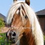 American_Classic_Shetland_Pony_1_(95a)