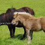 American_Classic_Shetland_Pony_2_(111)