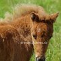 American_Classic_Shetland_Pony_2_(115)