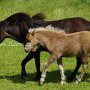 American_Classic_Shetland_Pony_2_(116)