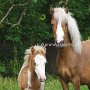 American_Classic_Shetland_Pony_2_(12)