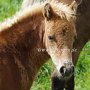 American_Classic_Shetland_Pony_2_(125)