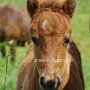 American_Classic_Shetland_Pony_2_(129)