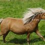 American_Classic_Shetland_Pony_2_(152)