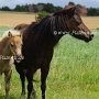 American_Classic_Shetland_Pony_2_(155)