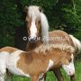 American_Classic_Shetland_Pony_2_(16)